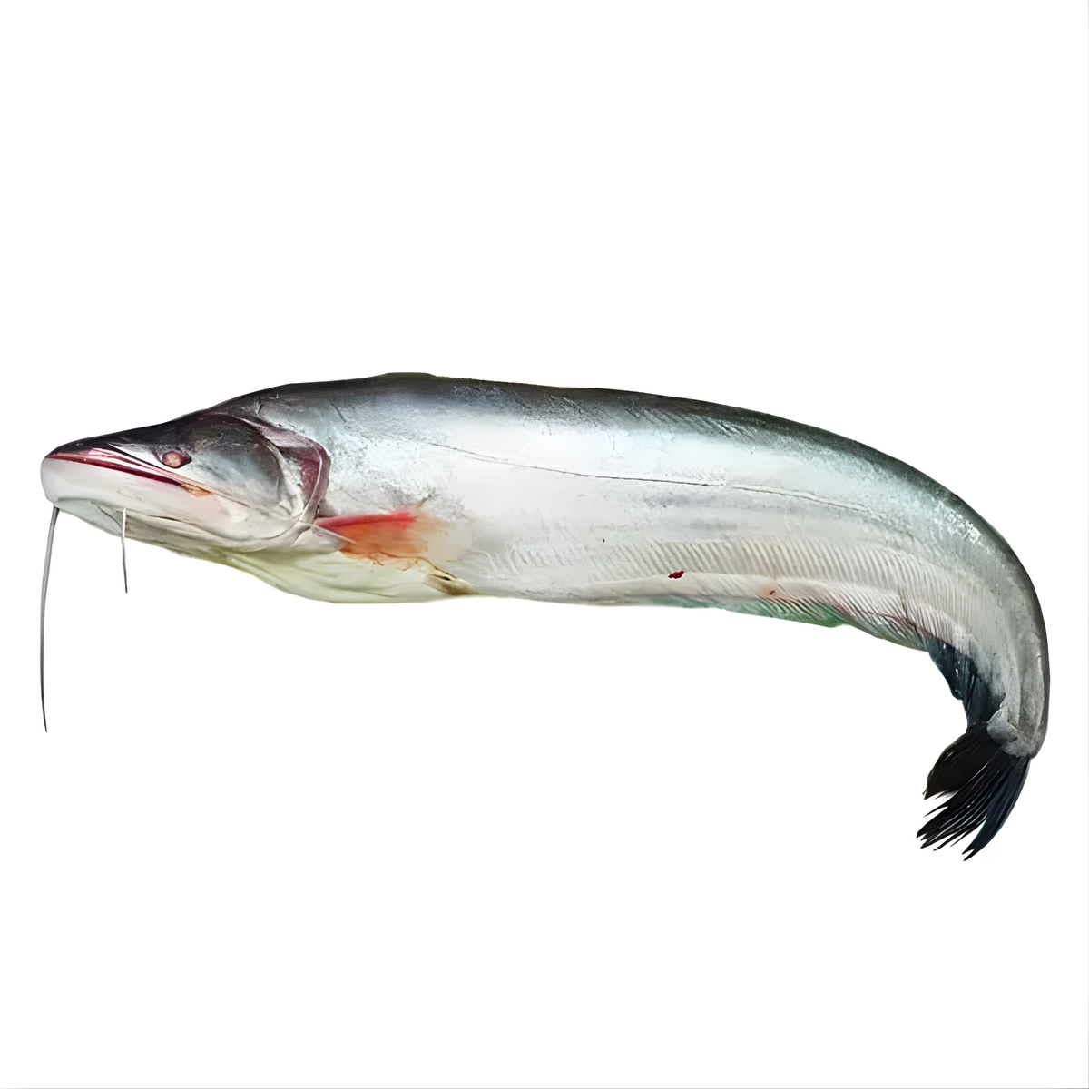Boal Fish 3kg-5kg