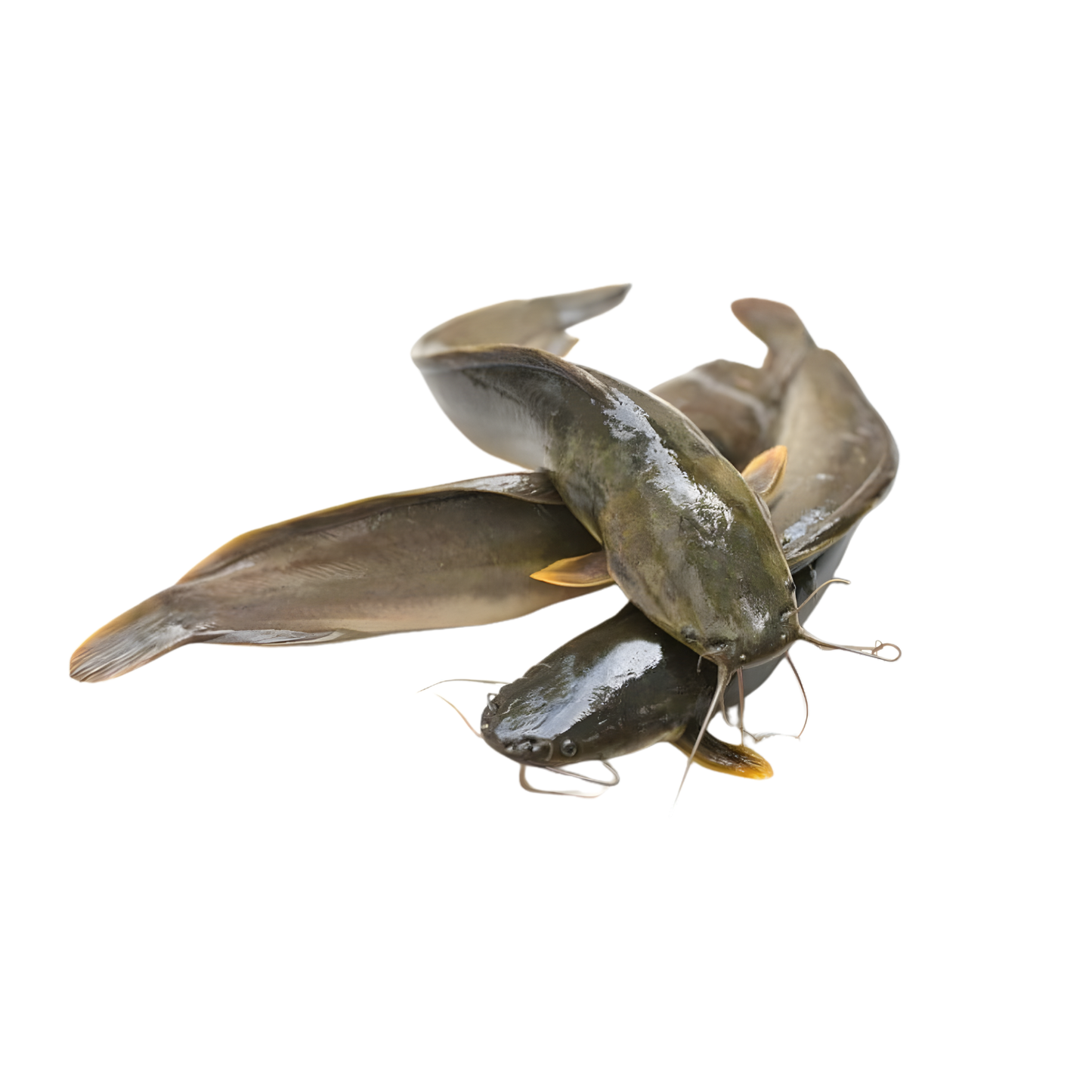 Magur Fish 1packet (900g)