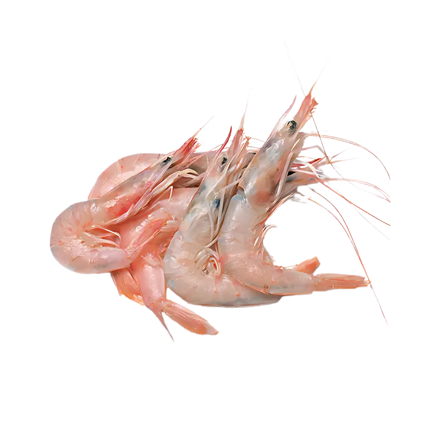 Shrimp Fish Big 1packet (500g)