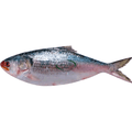 Hilsha Fish 1kg image 0