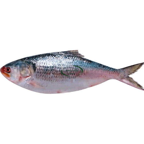 Hilsha Fish 1kg image 0