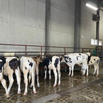 How To Import Wagyu Beef From Japan