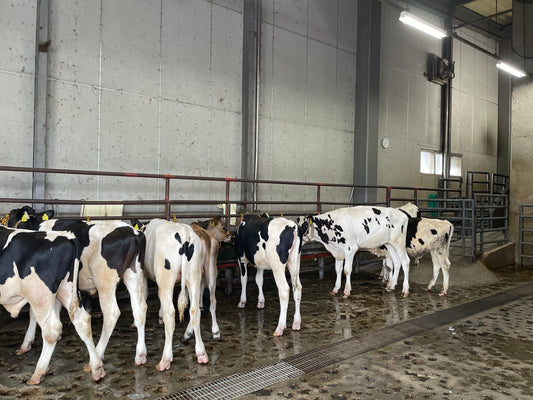 How To Import Wagyu Beef From Japan