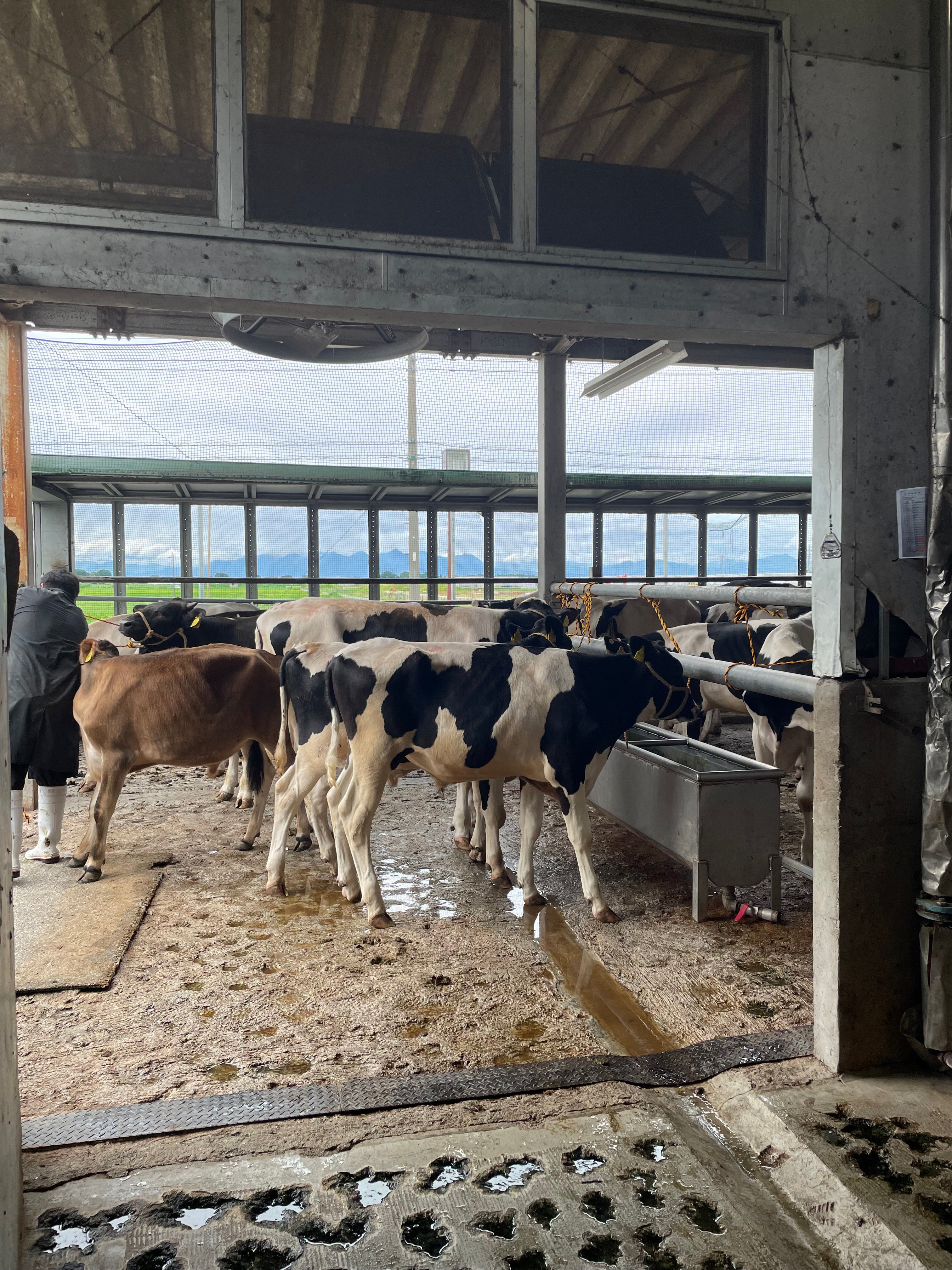 動画を読み込む: 