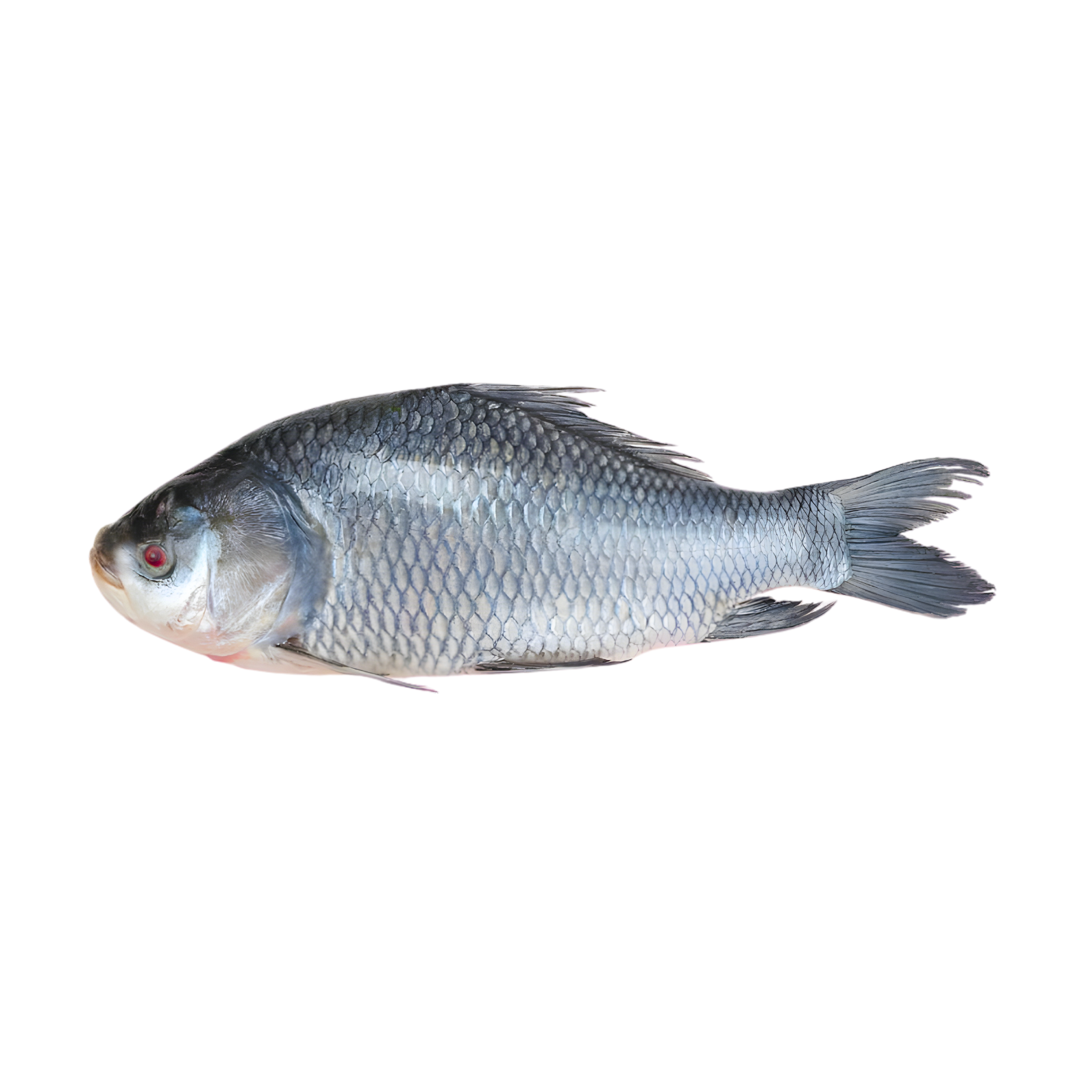 Katla Fish 1kg – Amin Halal Food