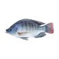 Tilapia Fish 1kg