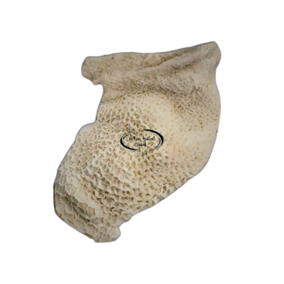 牛トリッパ（ブリ）1kg