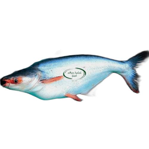 Pangash 1kg image 0