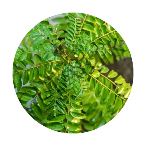 Curry Ieaves Fresh (Small) 1packet image 0