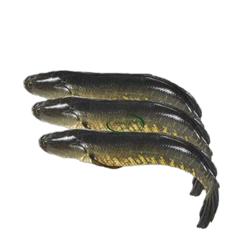 Deshi Shoil 1kg image 0