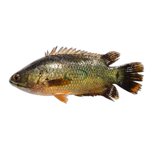 Deshi Koi 1packet image 0